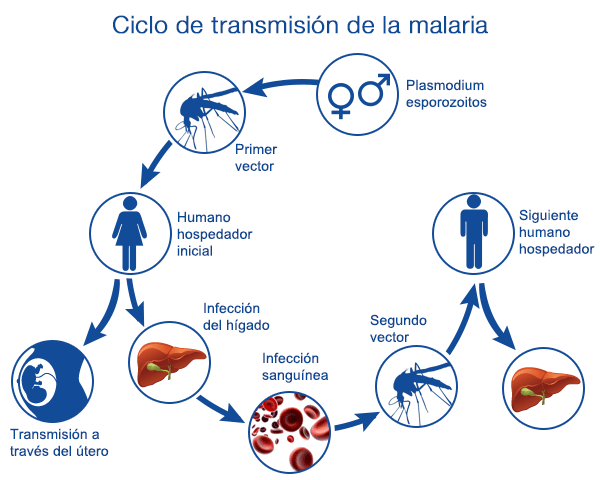 Malaria