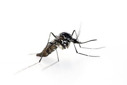 Malaria