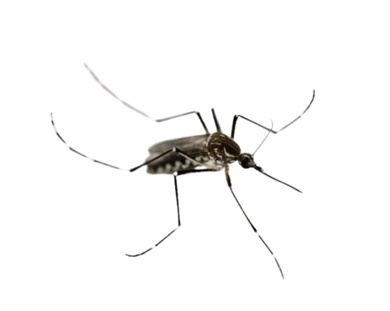 Dengue